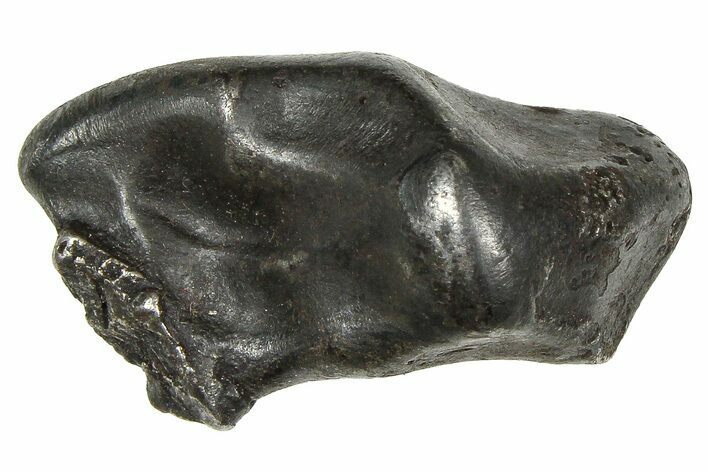 Fusion Crusted Sikhote-Alin Iron Meteorite ( g) - Russia #375326